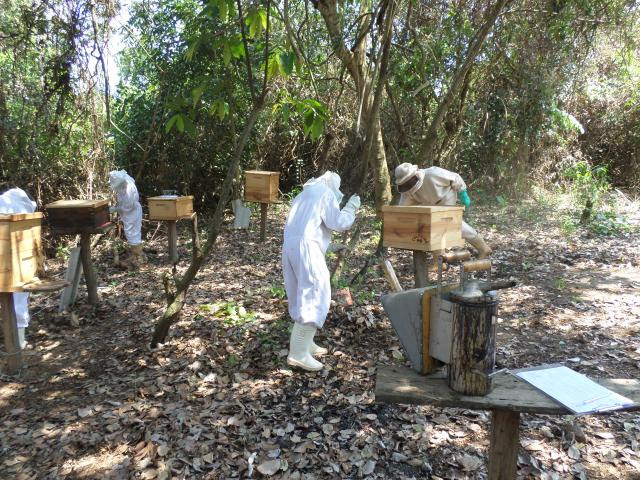 Participantes fazem a limpeza da área onde está o apiário na Comunidade São Francisco