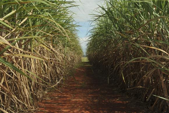 Pesquisas estudam substituir a cana-de-açúcar pela cana-energia, mais eficiente para a produção de etanolABr
