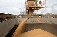 Produção e exportação de soja batem recorde