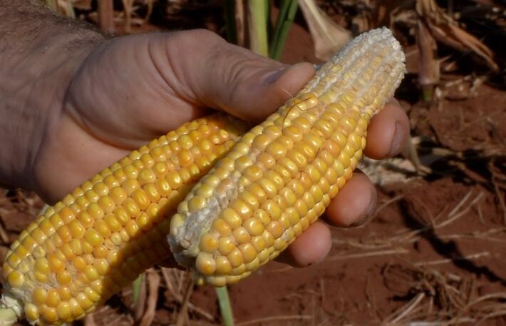 Agricultor mostra milho que não se desenvolveu por causa da falta de chuva em Mato Grosso do Sul