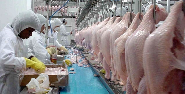 A BRF recolheu 164,7 toneladas  de carne de frango
