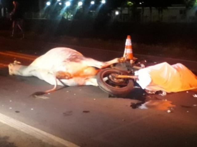 Motociclista e animal morreram no local do acidente.