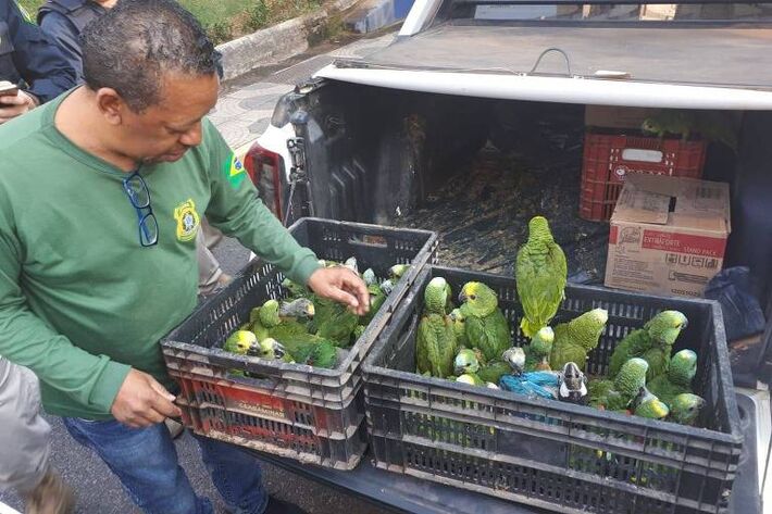 Papagaios apreendidos em operação do Ibama neste ano em Minas Gerais