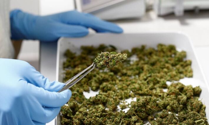 Cultivo da cannabis para fins medicinais está sendo discutida na Anvisa desde 2014