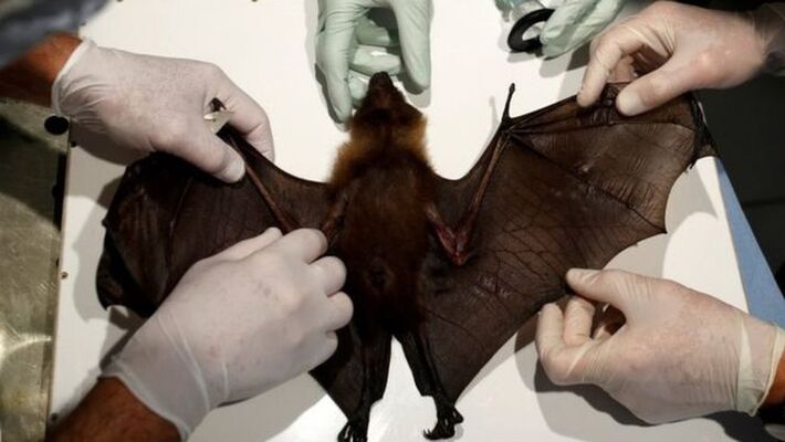 Morcegos são provavelmente a origem da pandemia atual de coronavírus