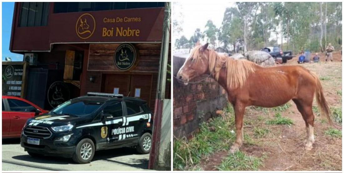 Polícia encontra abatedouro de cavalo, carne era vendida