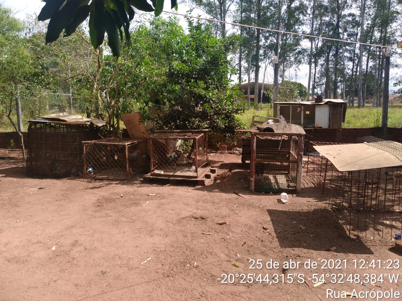 Local onde os animais estavam enjaulados.  