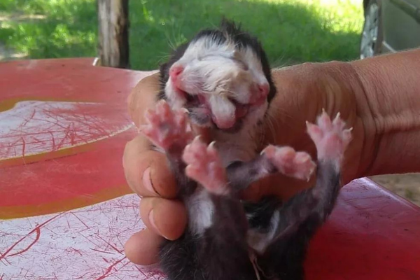 Gato chama atenção ao nascer com duas cabeças