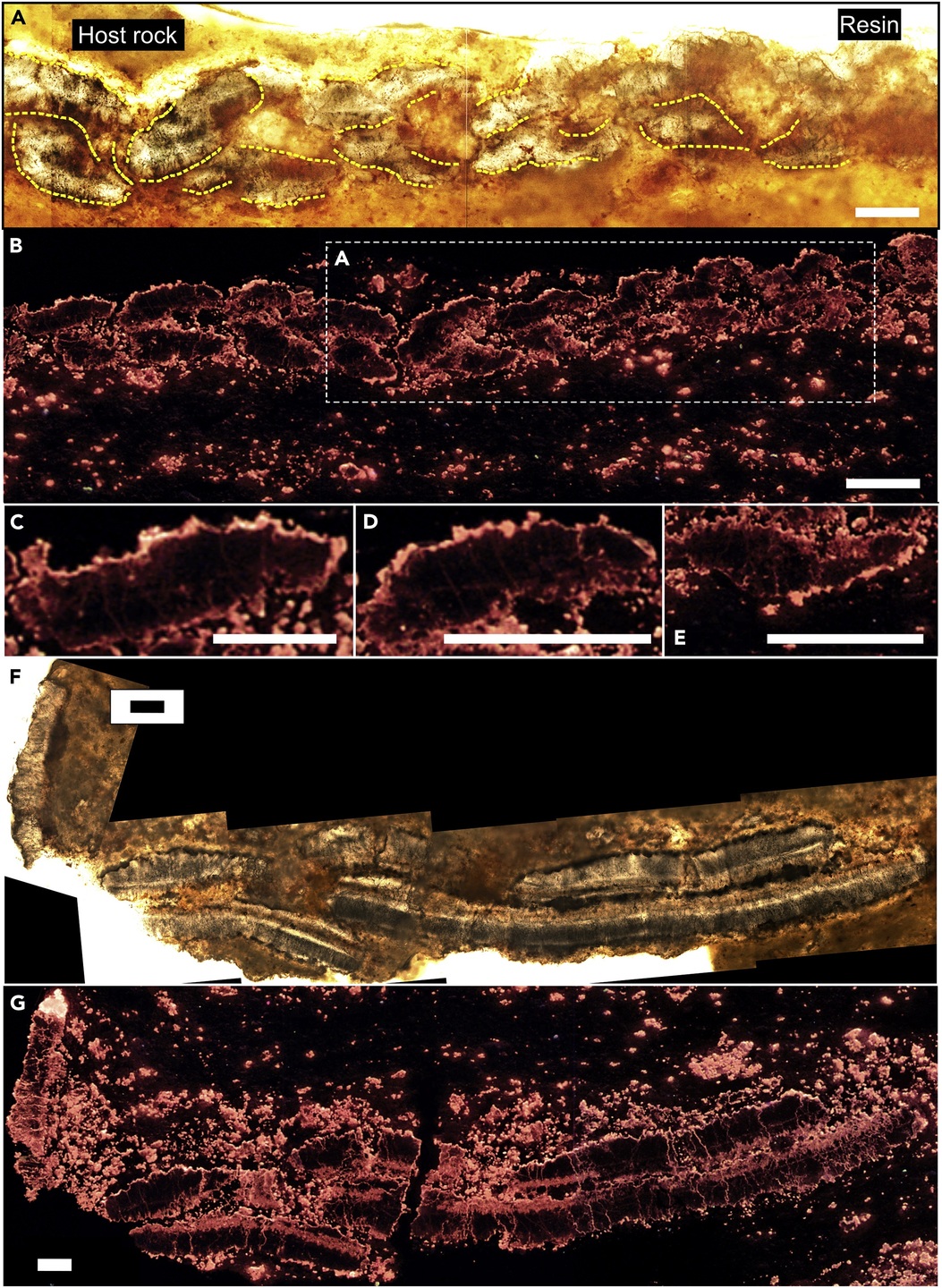 Figura 1 - Fotomicrografias de seções finas altamente polidas mostrando a estrutura esquelética de Corumbella werneri.