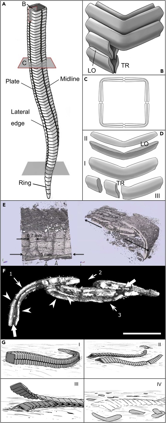 Figura 2 - Reconstrução morfológica, micro-CT e padrões de desarticulação da microestrutura do esqueleto de Corumbella