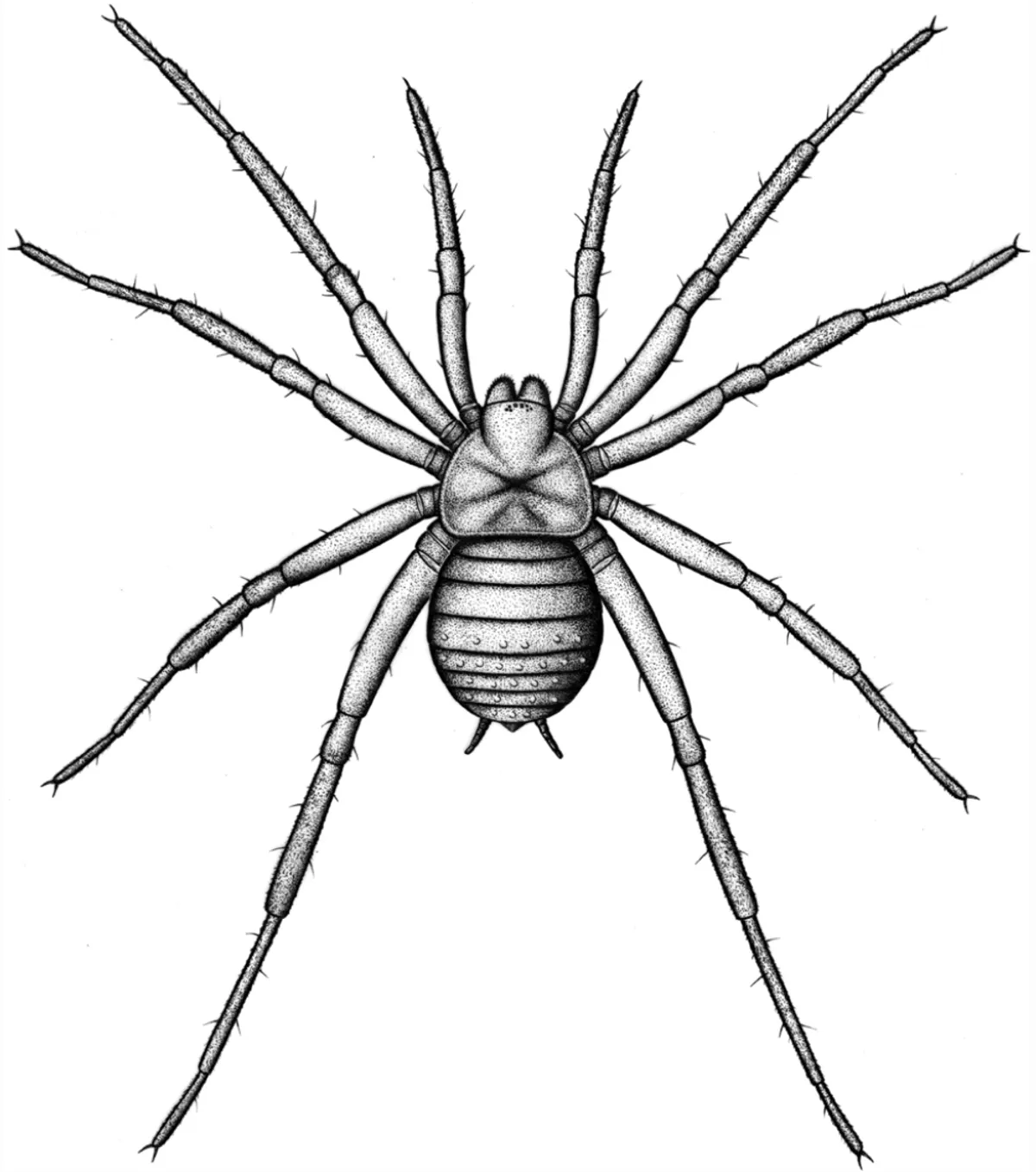 Se seu corpo semelhante ao mesotele &eacute; indicativo de estilo de vida, A. wolterbeeki pode ter passado o dia escondido em uma toca, reduzindo drasticamente suas chances de acabar no registro f&oacute;ssil. Cr&eacute;dito da imagem: Jason Dunlop, PalZ, 2023 ( CC BY 4.0 )