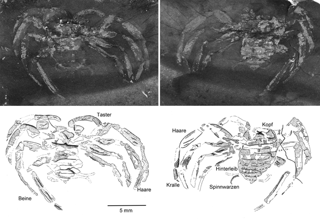 F&oacute;sseis de Arthrolycosa wolterbeeki (topo) e desenho interpretativo (abaixo). Cr&eacute;dito da imagem: Jason Dunlop, Museum f&uuml;r Naturkunde Berlin.