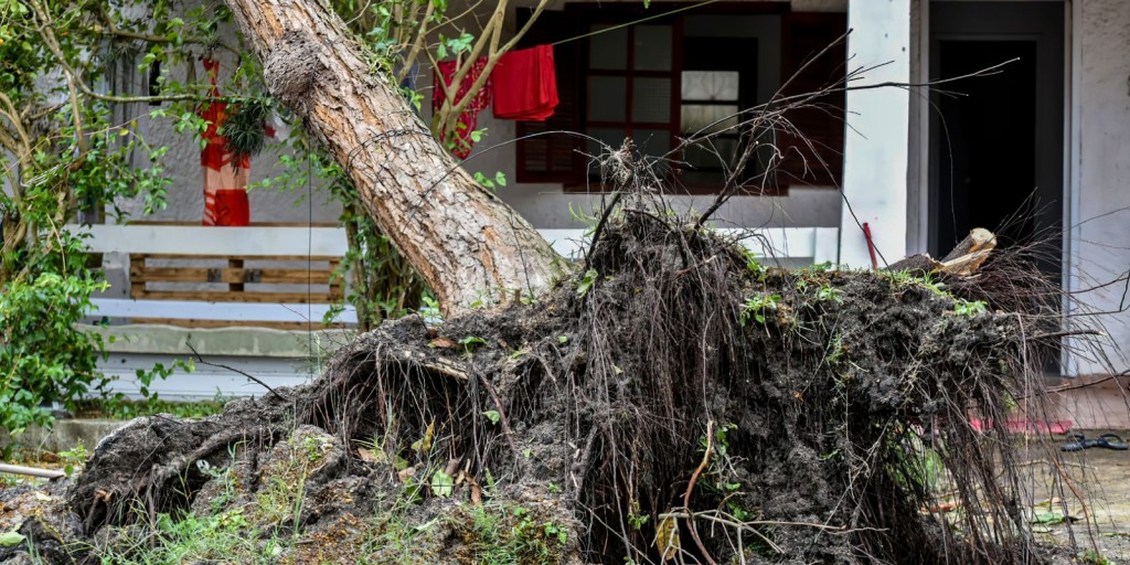 Pampa é ameaçado com rápido desaparecimento da fauna e flora