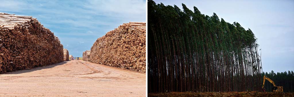 A Eldorado atingiu 16,5 milhões de toneladas desde o início das operações em 23 de novembro de 2022, resultado da produção de R$ 1,5 milhão de toneladas de celulose a mais na planta que fica em Três Lagoas (MS). Foto: Reprodução