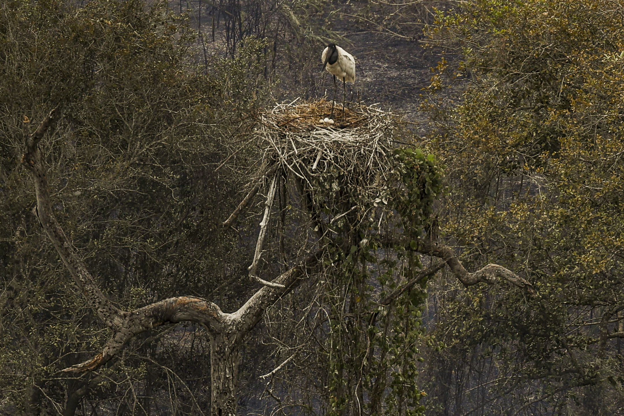 Corumbá (MS), 30/06/2024 - Tuiuiú, ave símbolo do Pantanal, proteje seu ninho em meio aos incêndios florestais no Pantanal. Foto: Marcelo Camargo/Agência Brasil