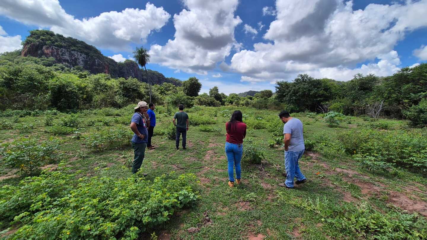 Indígenas Terena iniciam projeto de reflorestamento sustentável em Mato Grosso do Sul Indígenas Terena iniciam projeto de reflorestamento sustentável em Mato Grosso do Sul