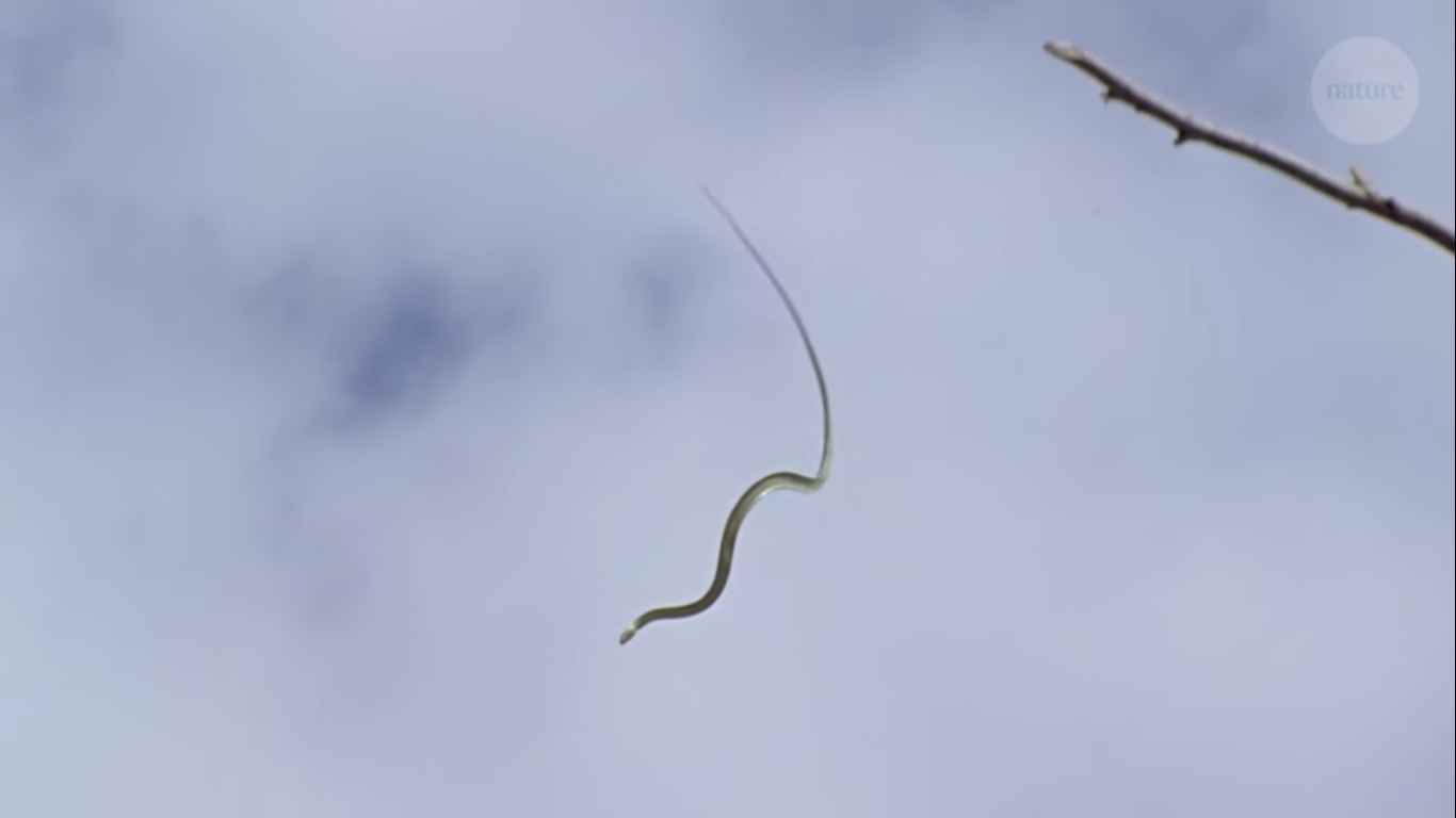 Cobras voadoras que pulam entre árvores são alvos de pesquisas científicas