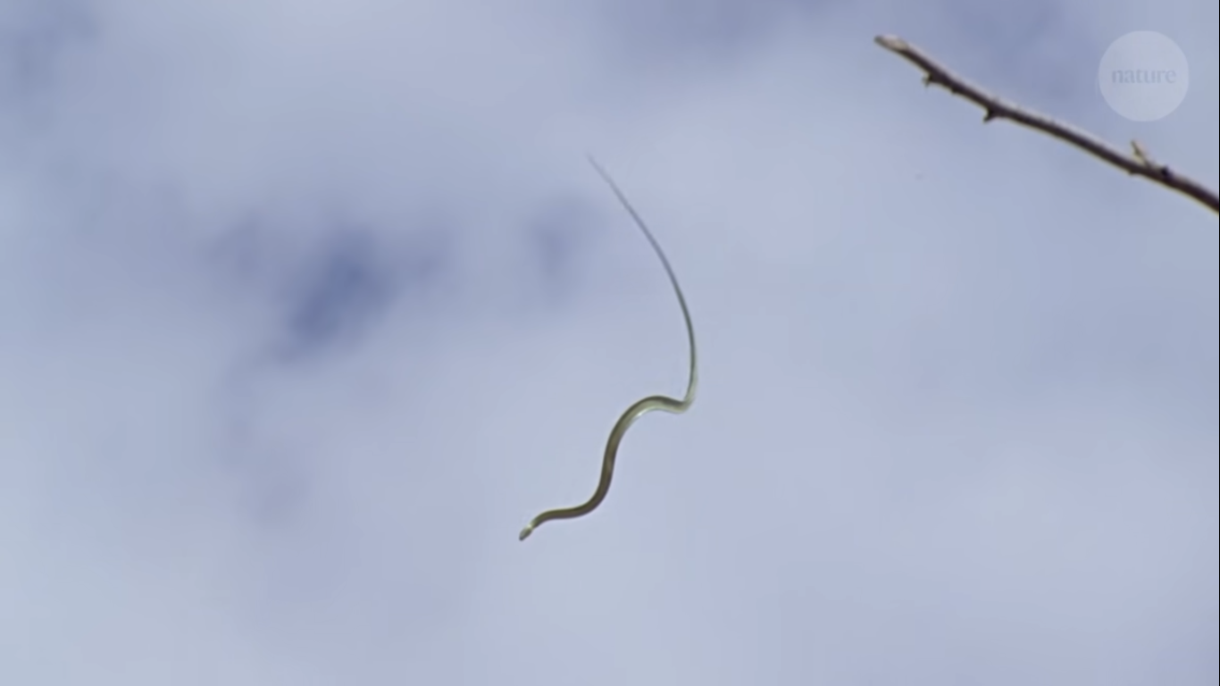 Vídeo: cobras voadoras pulam em árvores e viram um enigma para cientistas -  Internacional - Estado de Minas